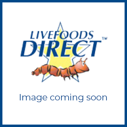 Mealworms Large Mini 1kg Monthly - SUPERSAVER     